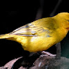 Weaver bird, Holub's Golden Weaver