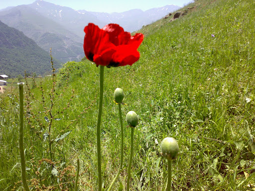 تقديم به دوستان با نشاط 