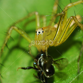 memangsa by Adhit Rahmaditia - Animals Insects & Spiders