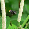 Megachilid bee