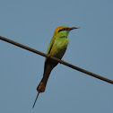 Green Bee Eater