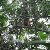 western red colobus