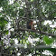 western red colobus