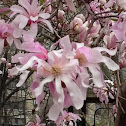 pink Lobner magnolia