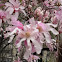 pink Lobner magnolia