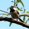 Carolina chickadee