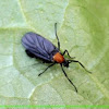 Bibionid fly