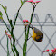 yellow bellied sunbird (juvenile)