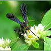 Black Braconid Wasp