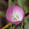 Southern Checkerbloom