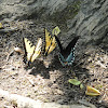 Eastern Tiger Swallowtails and male Spicebush Swallowtail