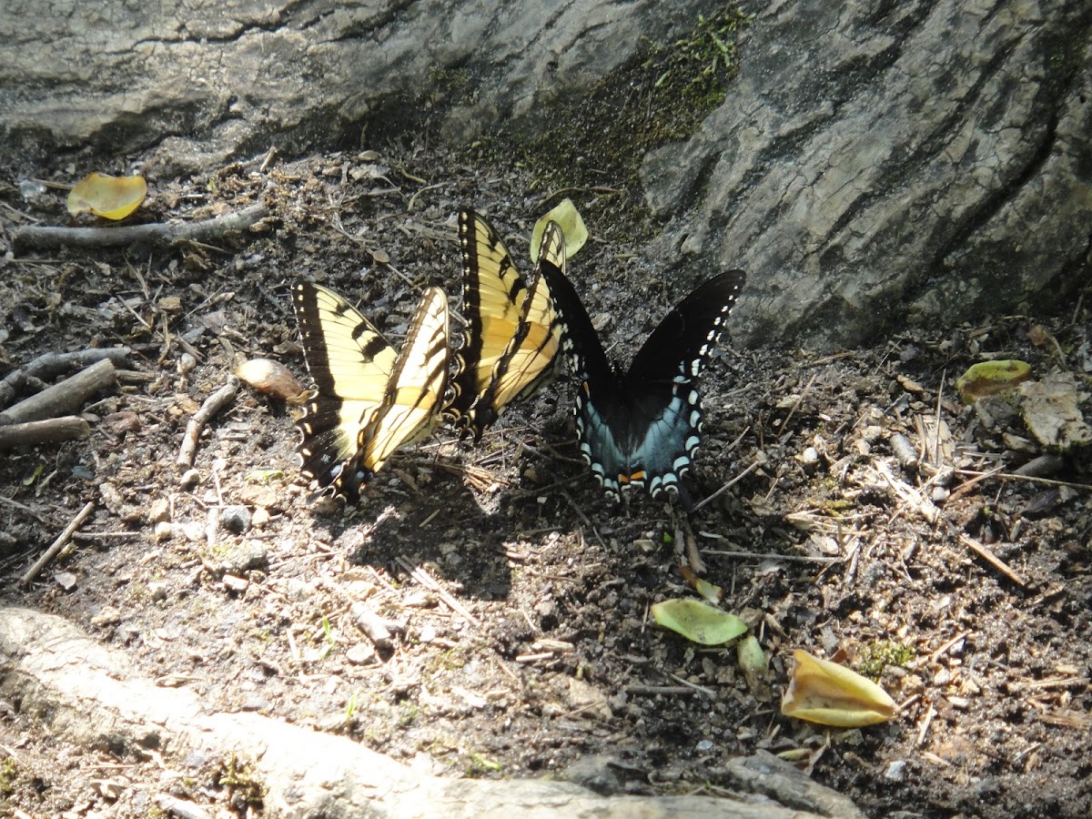Eastern Tiger Swallowtails and male Spicebush Swallowtail