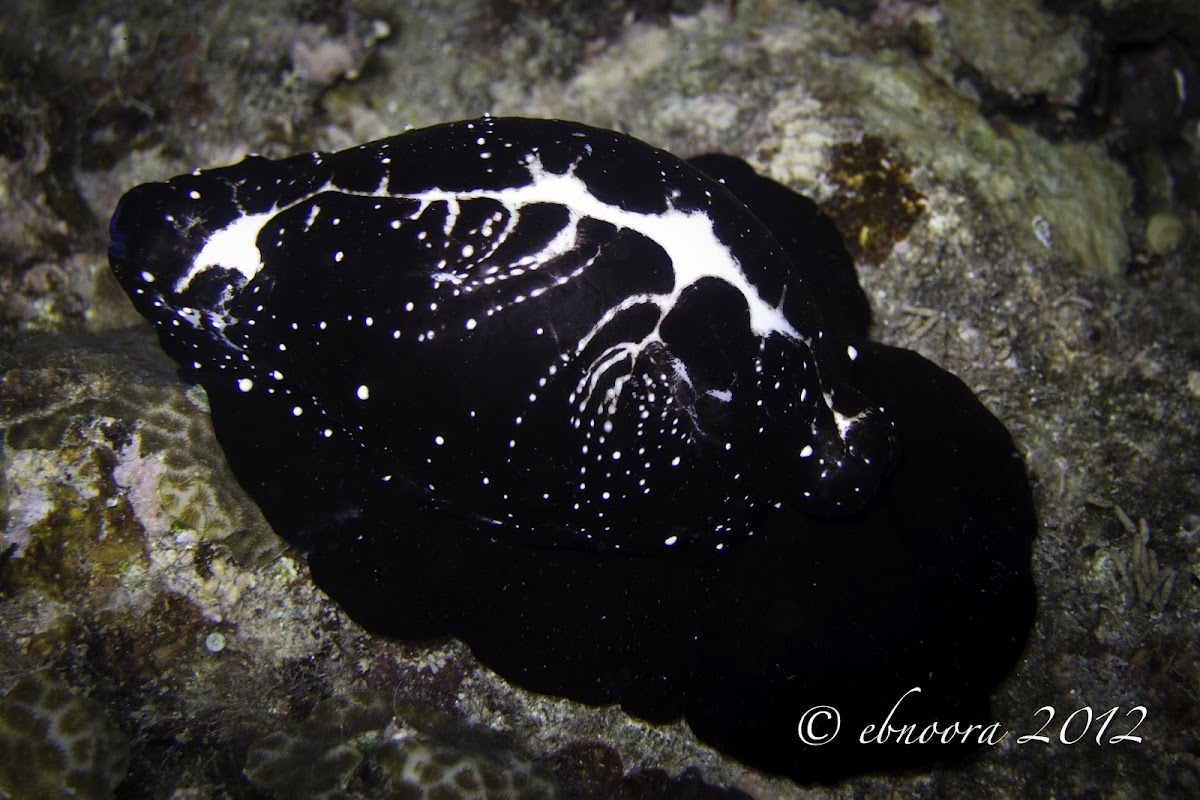 Egg Cowrie