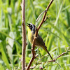 Common Yellowthroat - male