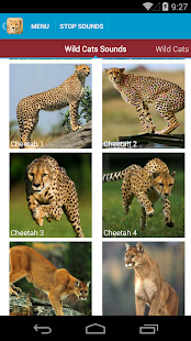 Wild Cats Sounds and Checklist(圖2)-速報App