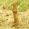 नेवला Indian Gray Mongoose