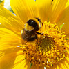 Bumblebee / Abelhão
