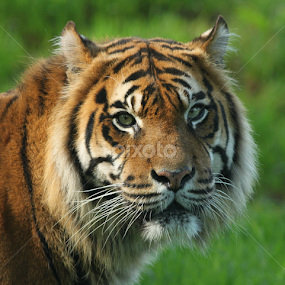 Tenang by Miriam Haas - Animals Lions, Tigers & Big Cats