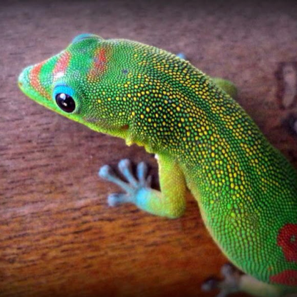 Gold Dust Day Gecko Project Noah