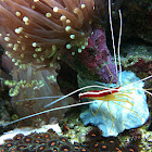 Pacific Cleaner Shrimp