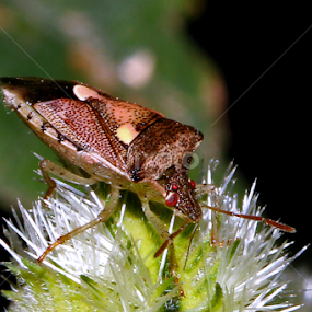 by रोहित वसावे - Animals Insects & Spiders