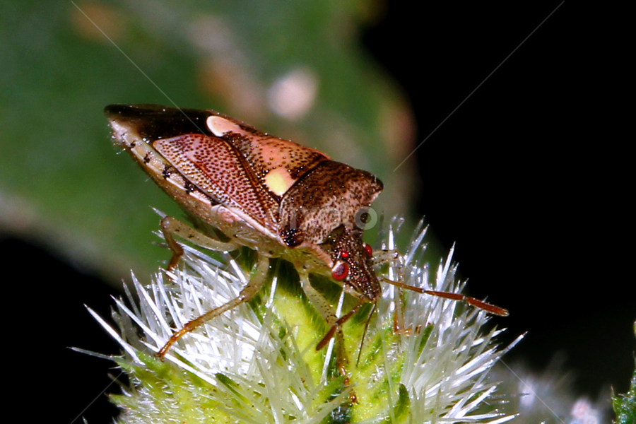 by रोहित वसावे - Animals Insects & Spiders
