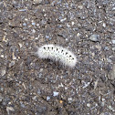 Hickory tussock moth caterpillar