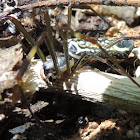 Golden Orb-Web Spider