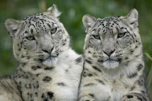 pictures of cute white leopard wildlife