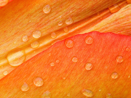 Mac Wallpapers 2008