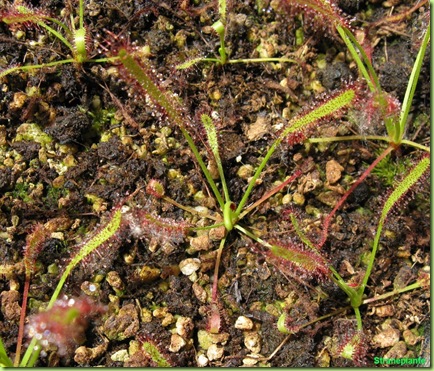 Drosera capensis pianta-carnivora