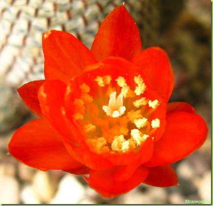fiore-Rebutia-heliosa