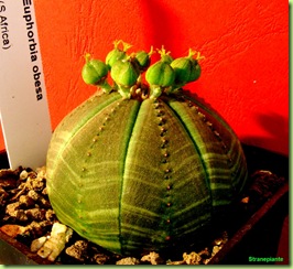 Euphorbia-obesa-capsule-Africa
