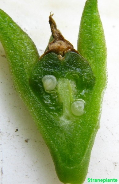 [aptenia-fiore-sezione-1[3].jpg]