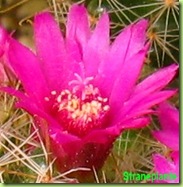 Fiore-rosa-mammillaria-zeilmanniana