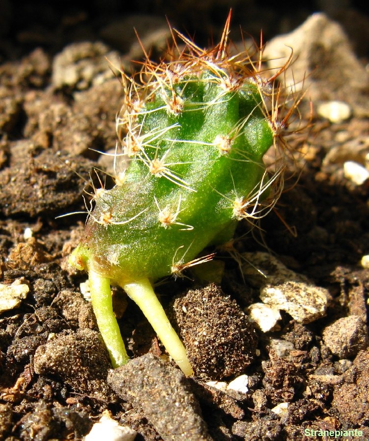 [Pollone-radicato-composta[4].jpg]