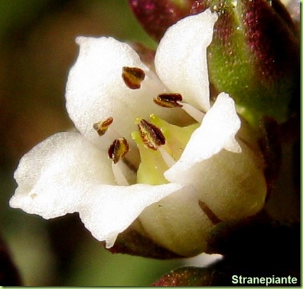fiore Crassula capitella ssp thyriflora o thyrsiflora
