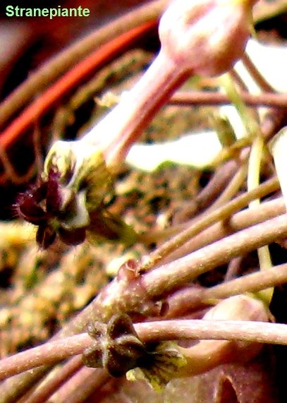 [boccioli Ceropegia woodii[3].jpg]