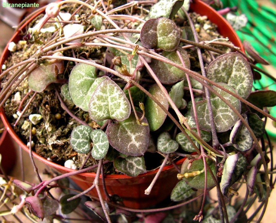[Ceropegia woodii acquisto[5].jpg]
