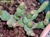 Tephrocactus minor sinonimo Opuntia backebergii