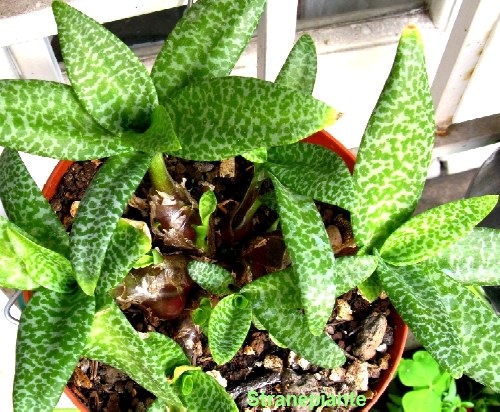 [Scilla violacea - Ledebouria socialis[2].jpg]