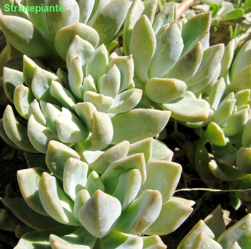 [Echeveria 3[3].jpg]