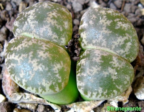 [Lithops 4[2].jpg]