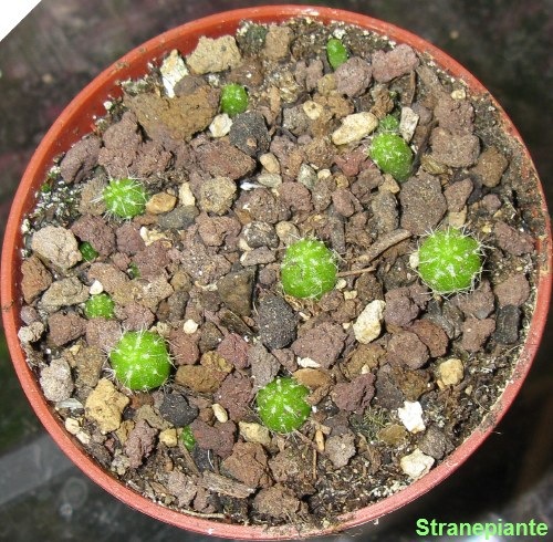 [2008-04-21 rebutia minuscula[3].jpg]