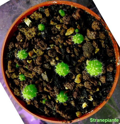 [2008-05-04 rebutia minuscula[3].jpg]