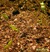 Aptenia cordifolia semina