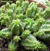 Euphorbia submammillaris