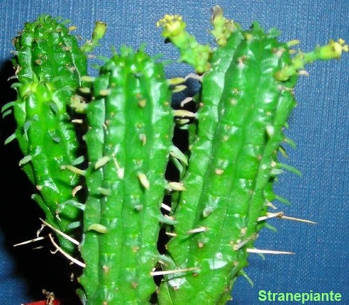 [Euphorbia mammillaris[2].jpg]