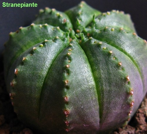[Euphorbia obesa 1[2].jpg]