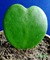 Hoya kerrii hoya lucky heart